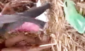 Badmilfs - Whorey খনির শেয়ার Girthy সসেজ সঙ্গে মেয়ে - ইন-আইন বাংলাদেশি চোদা চুদী