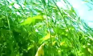 সুন্দরি সেক্সি মহিলার, ওয়েবক্যাম, চুদাচুদী বাংলা স্পাই, Bigtitted